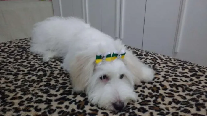 Cachorro ra a Não sei a raça idade 1 ano nome Cristal
