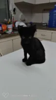 Neguinho
