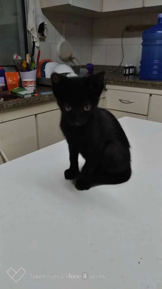 Gato ra a SRD idade 2 a 6 meses nome Neguinho