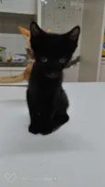 Neguinho