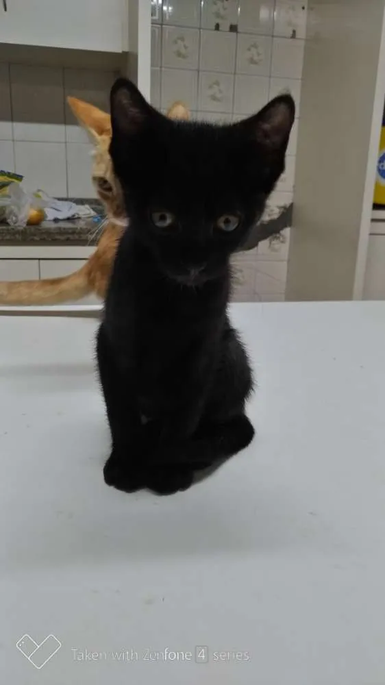 Gato ra a SRD idade 2 a 6 meses nome Neguinho