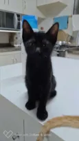 Neguinho