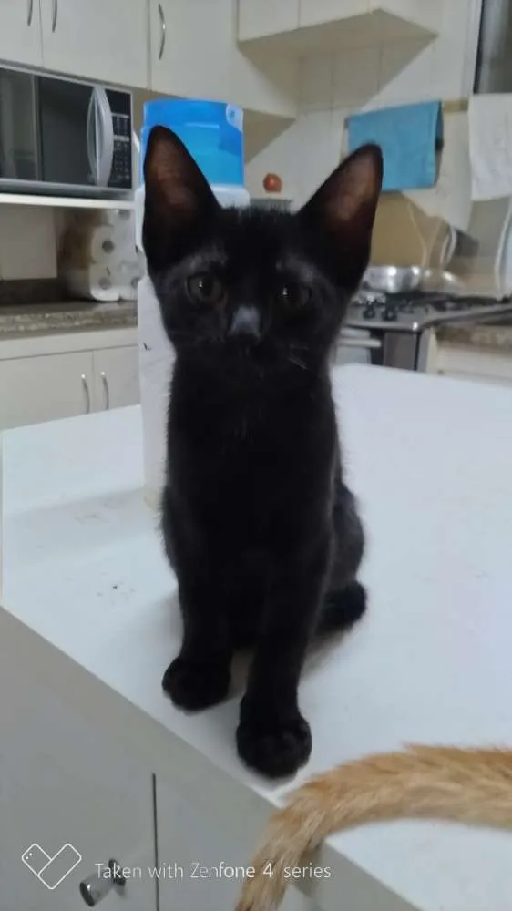 Gato ra a SRD idade 2 a 6 meses nome Neguinho
