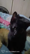 Neguinho