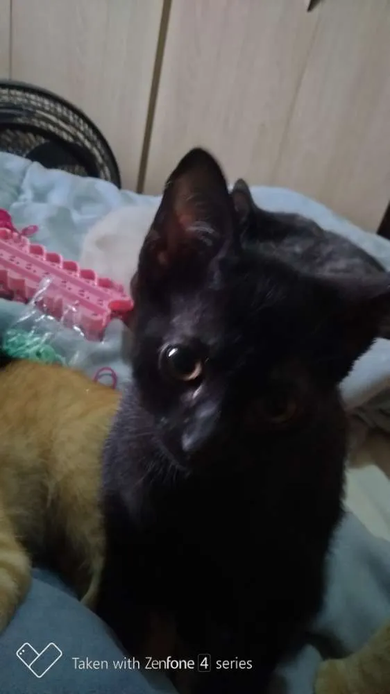Gato ra a SRD idade 2 a 6 meses nome Neguinho