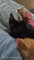Neguinho