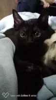 Neguinho
