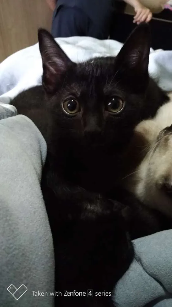 Gato ra a SRD idade 2 a 6 meses nome Neguinho