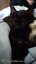 Neguinho