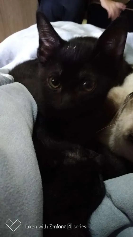 Gato ra a SRD idade 2 a 6 meses nome Neguinho