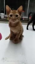 Caramelo