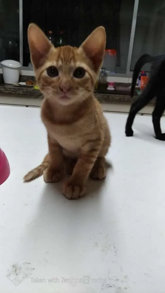 Gato ra a SRD idade 2 a 6 meses nome Caramelo