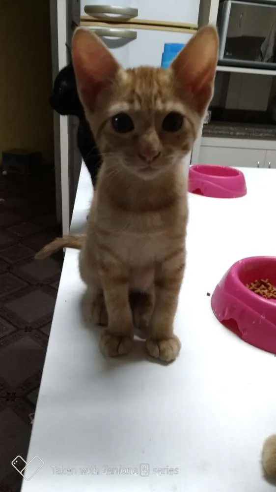 Gato ra a SRD idade 2 a 6 meses nome Caramelo
