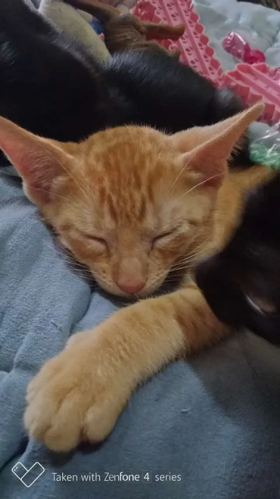 Gato ra a SRD idade 2 a 6 meses nome Caramelo