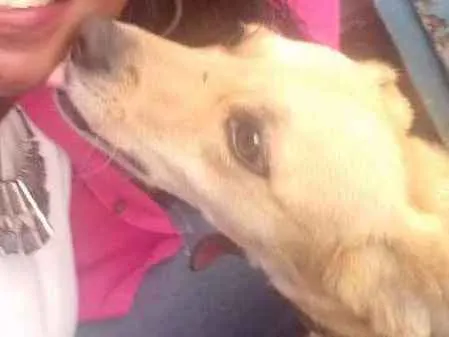 Cachorro ra a Vira lata  idade 2 anos nome Dora