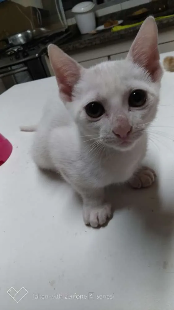 Gato ra a SRD idade 2 a 6 meses nome Branquinho