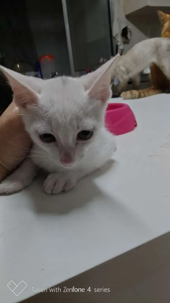 Gato ra a SRD idade 2 a 6 meses nome Branquinho
