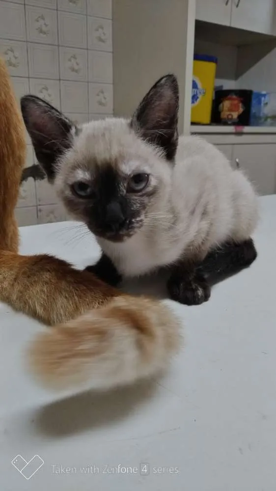 Gato ra a SRD idade 2 a 6 meses nome Gracinhas