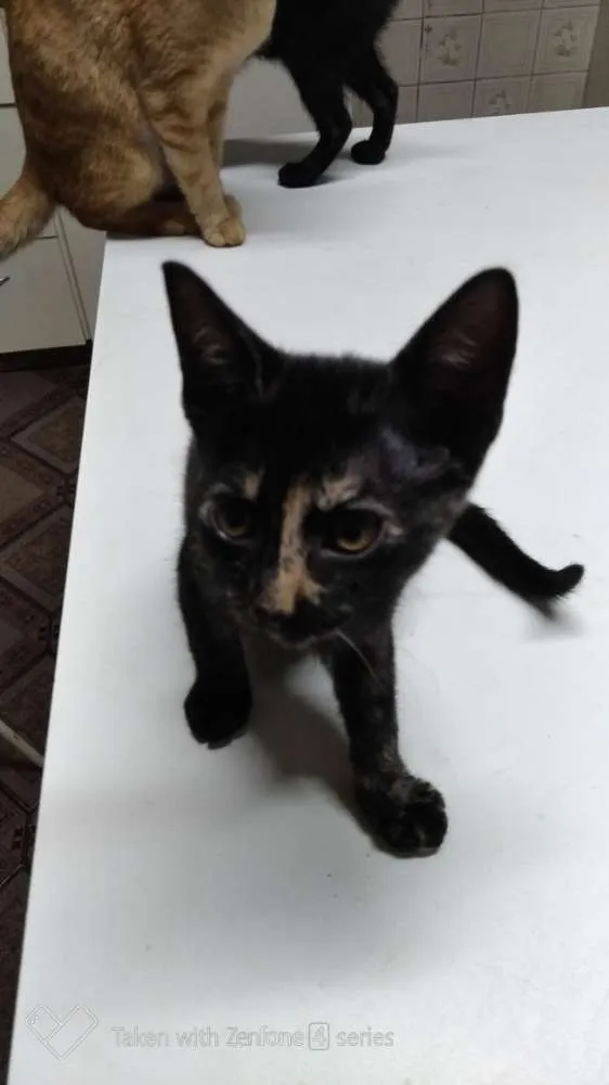 Gato ra a SRD idade 2 a 6 meses nome Gracinhas