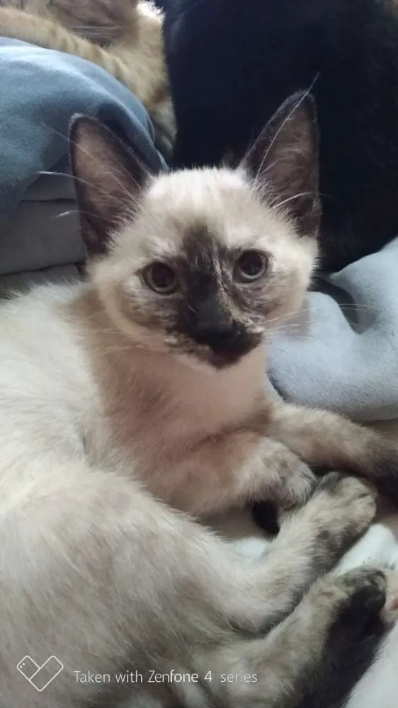Gato ra a SRD idade 2 a 6 meses nome Gracinhas