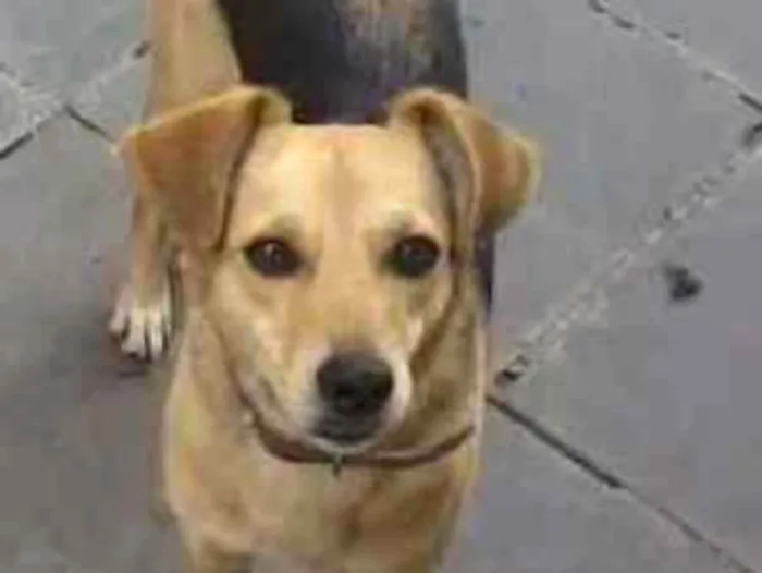 Cachorro ra a Vira lata  idade 2 anos nome Dora