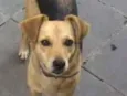 Dora