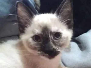 Gato raça SRD idade 2 a 6 meses nome Gracinhas