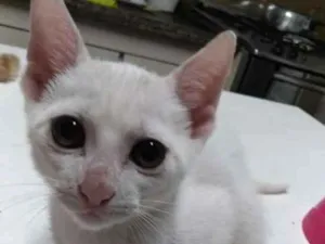 Gato raça SRD idade 2 a 6 meses nome Branquinho