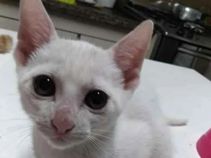 Gato ra a SRD idade 2 a 6 meses nome Branquinho