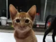 Caramelo