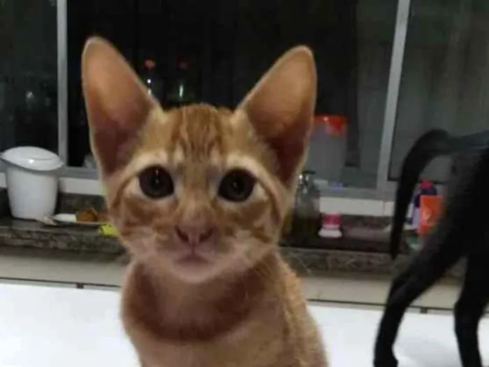 Gato ra a SRD idade 2 a 6 meses nome Caramelo