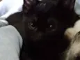 Neguinho