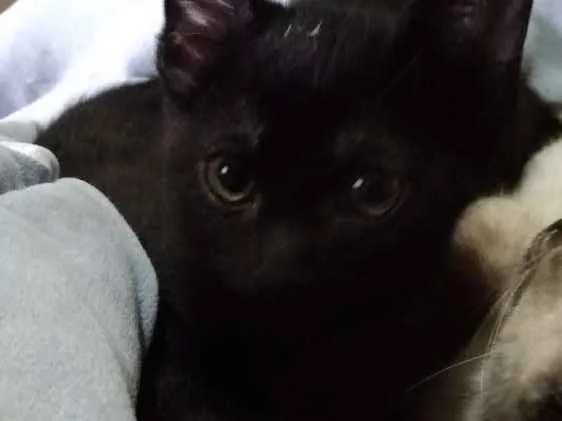 Gato ra a SRD idade 2 a 6 meses nome Neguinho