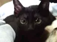 Neguinho