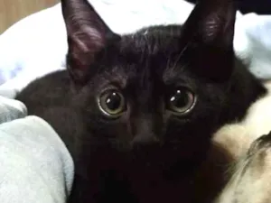 Gato raça SRD idade 2 a 6 meses nome Neguinho