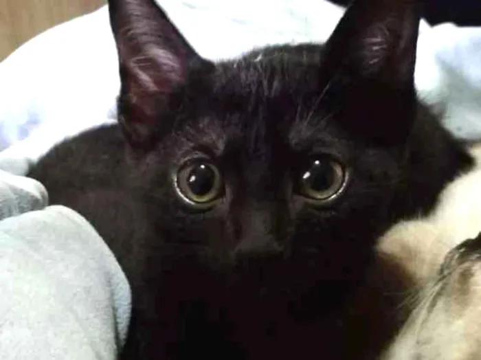 Gato ra a SRD idade 2 a 6 meses nome Neguinho