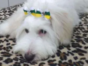 Cachorro raça Não sei a raça idade 1 ano nome Cristal