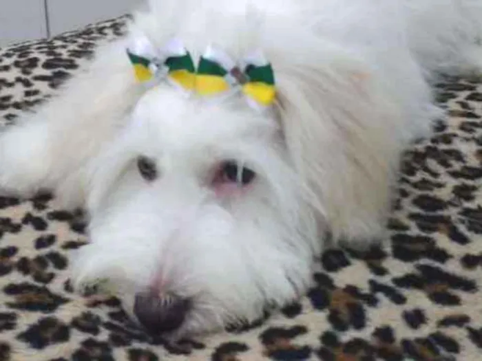 Cachorro ra a Não sei a raça idade 1 ano nome Cristal