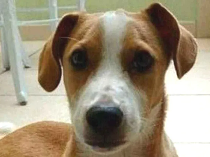 Cachorro ra a Srd idade 7 a 11 meses nome Tom