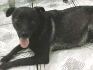 Cachorro raça  idade 6 ou mais anos nome Neguinha