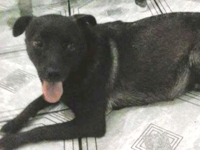 Cachorro ra a  idade 6 ou mais anos nome Neguinha