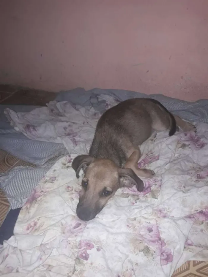 Cachorro raça Não defenido idade 2 a 6 meses nome Luck e Boris