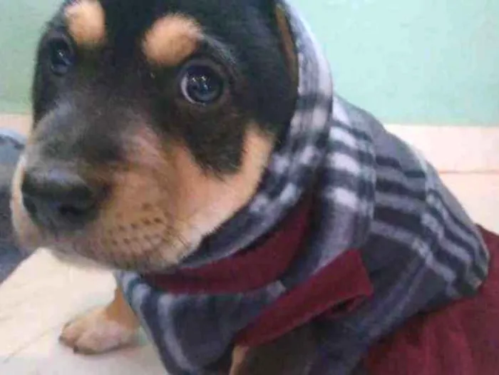 Cachorro ra a Vira lata idade Abaixo de 2 meses nome Pantera