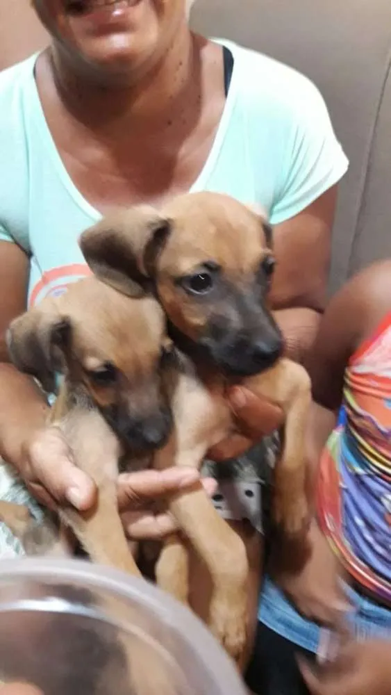 Cachorro raça Não defenido idade 2 a 6 meses nome Luck e Boris