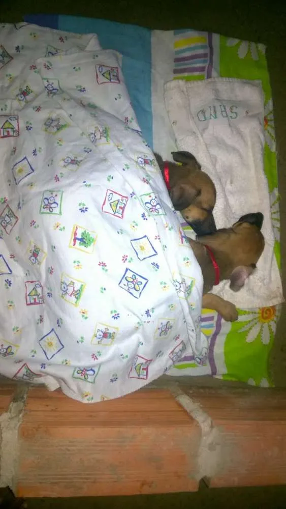 Cachorro raça Não defenido idade 2 a 6 meses nome Luck e Boris