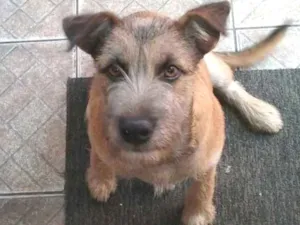 Cachorro raça Vira-lata idade 2 anos nome Thor