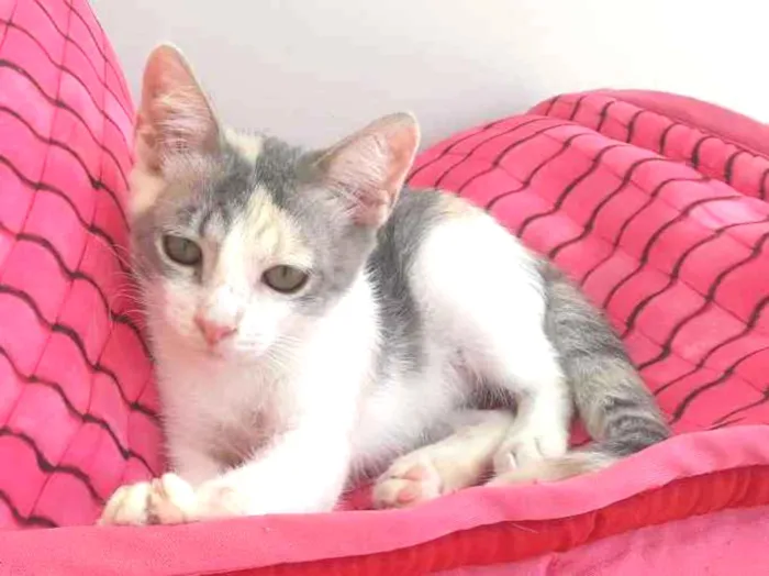 Gato ra a Srd idade 2 a 6 meses nome Hope