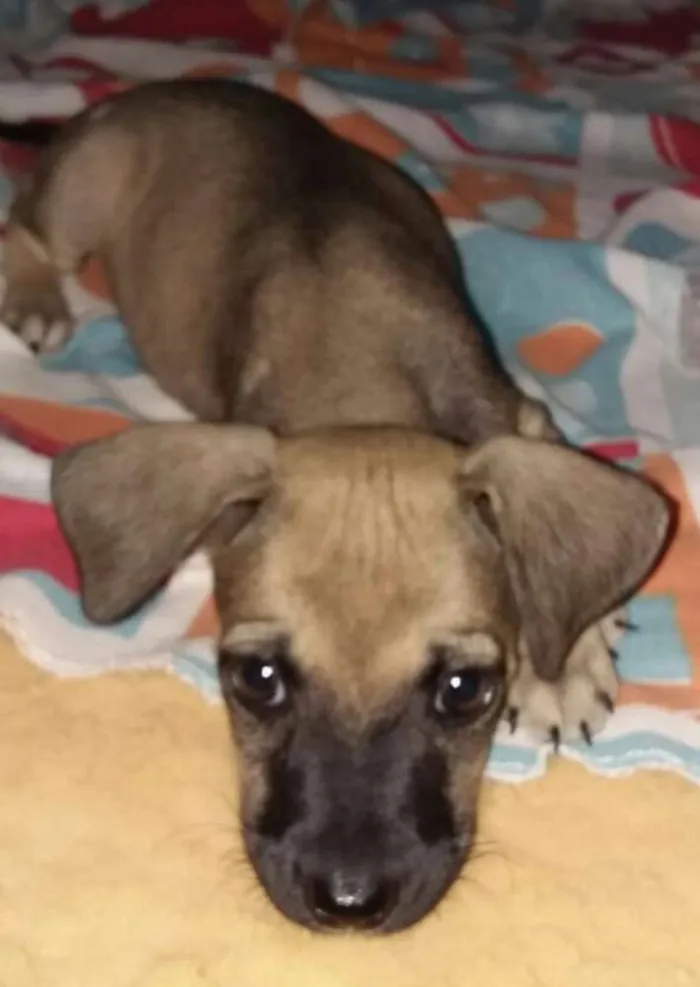 Cachorro raça SRD idade Abaixo de 2 meses nome Sem nome 1