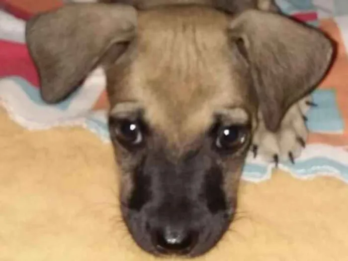 Cachorro raça SRD idade Abaixo de 2 meses nome Sem nome 1