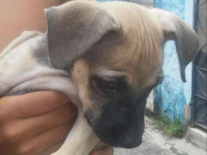 Cachorro raça SRD idade Abaixo de 2 meses nome Sem nome 1
